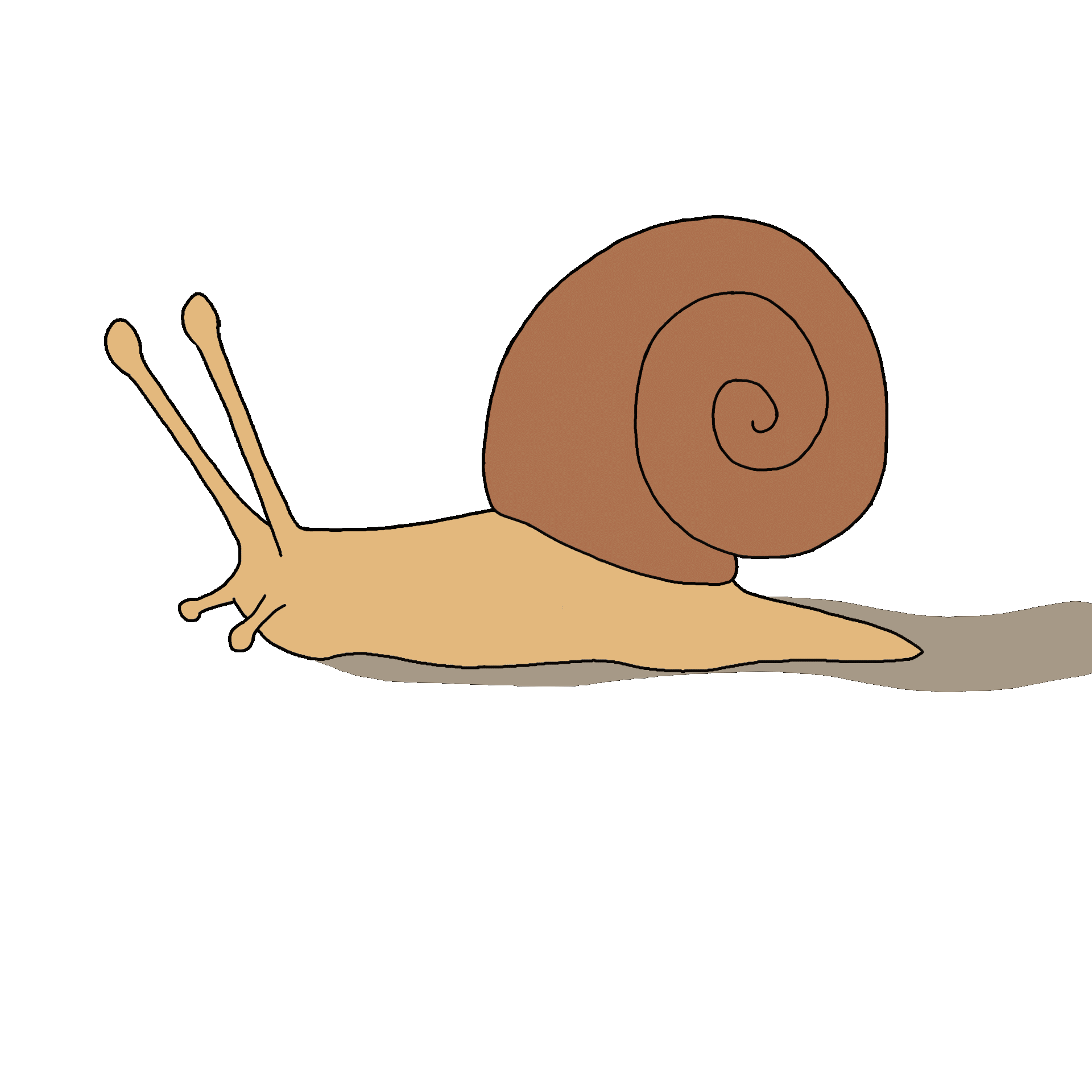 Schnecke